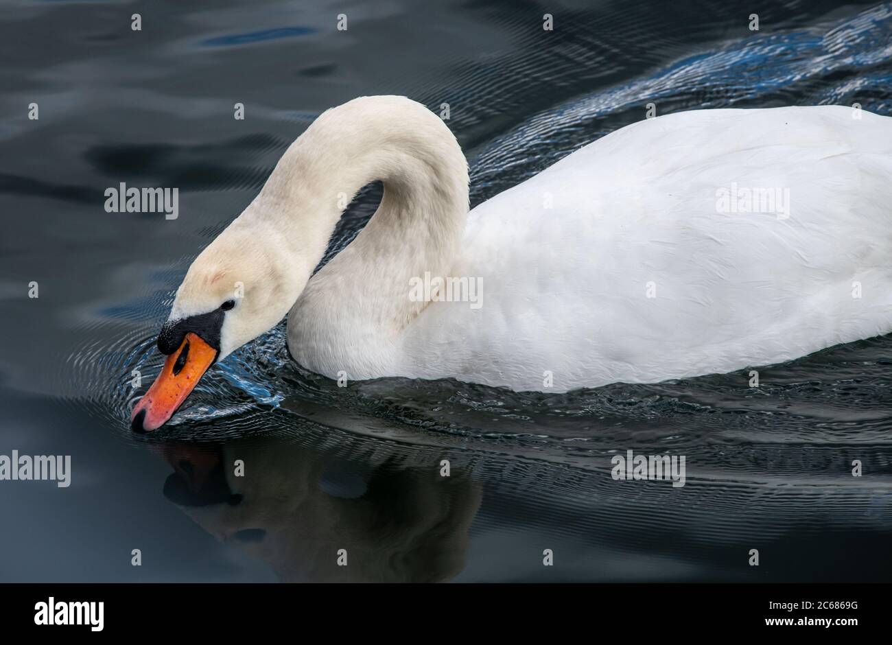 Swan a Zurigo, Svizzera Foto Stock