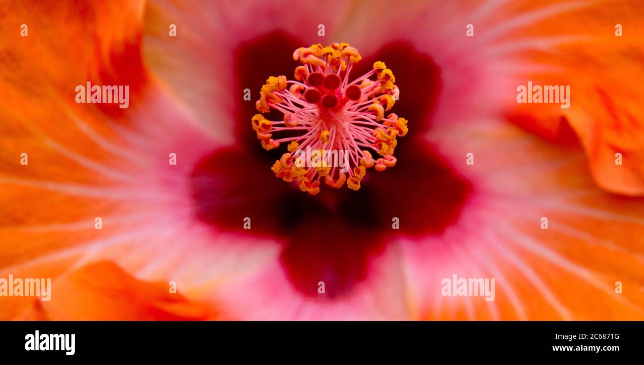 Primo piano di Hibiscus Flower, Pinole, Contra Costa, California, USA Foto Stock