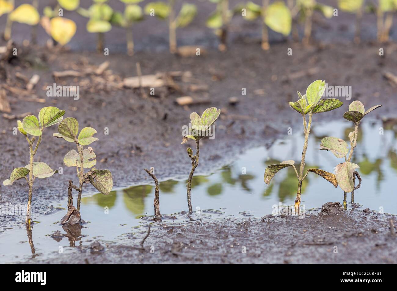 Campo di fattoria di soia allagato con acqua in piedi. Concetto di danno al raccolto, assicurazione, allagamento e perdita di rendimento Foto Stock