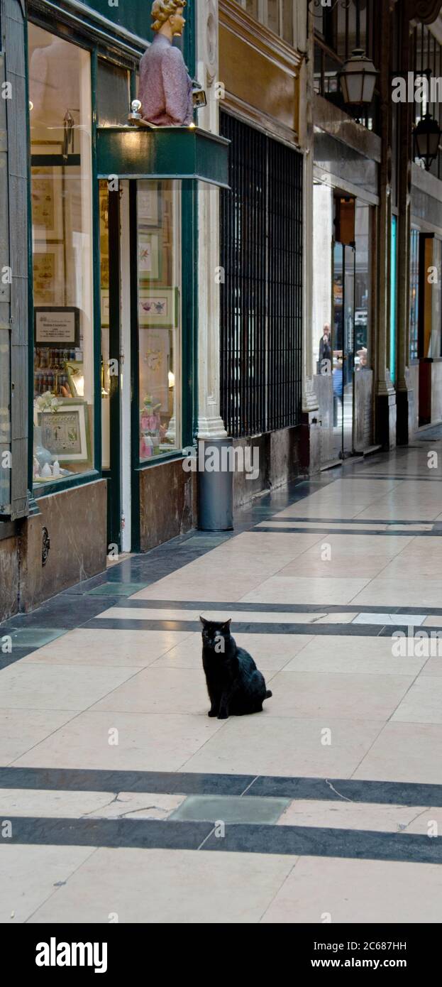Vista del gatto in passaggio Verdeau, 9 ° Arrondissement, Parigi, Francia Foto Stock
