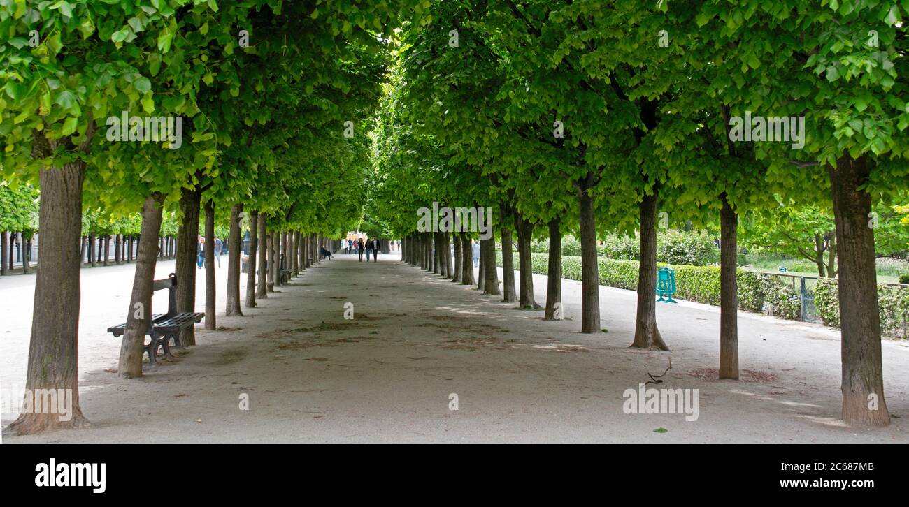 Vista degli alberi, Palais Royal, Nono Arrondissement, Parigi, Francia Foto Stock