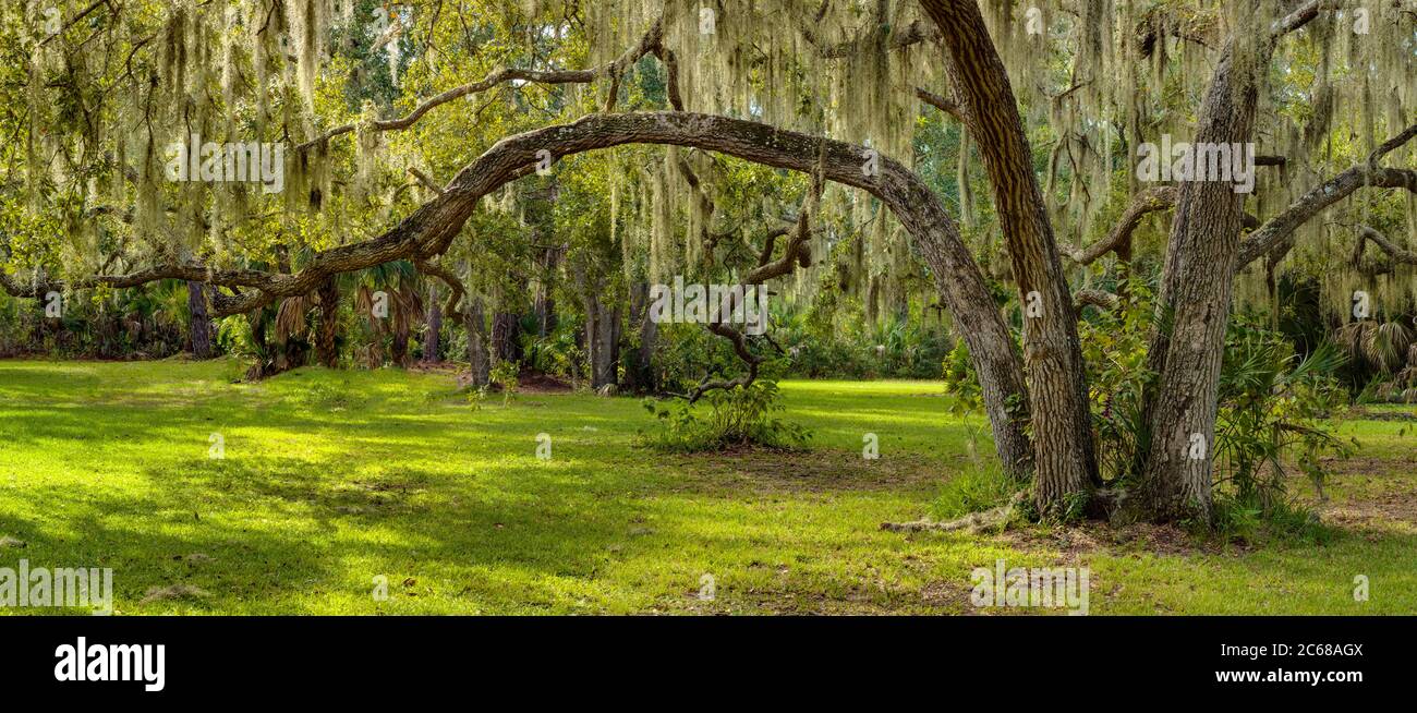 Oak Trees, Oscar Scherer state Park, Osprey, Florida, USA Foto Stock