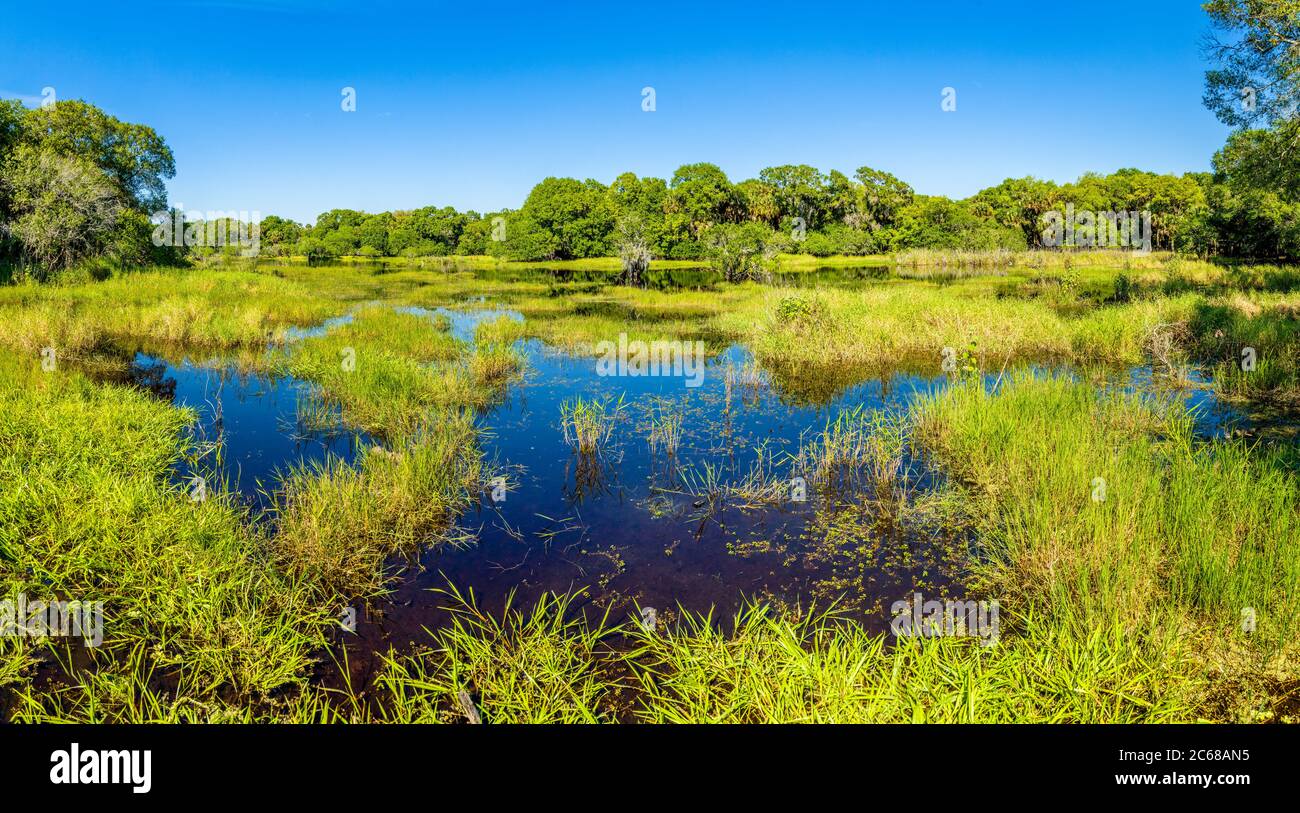 Verde erbosa palude del Myakka River state Park in giornata di sole, Sarasota, Florida, USA Foto Stock