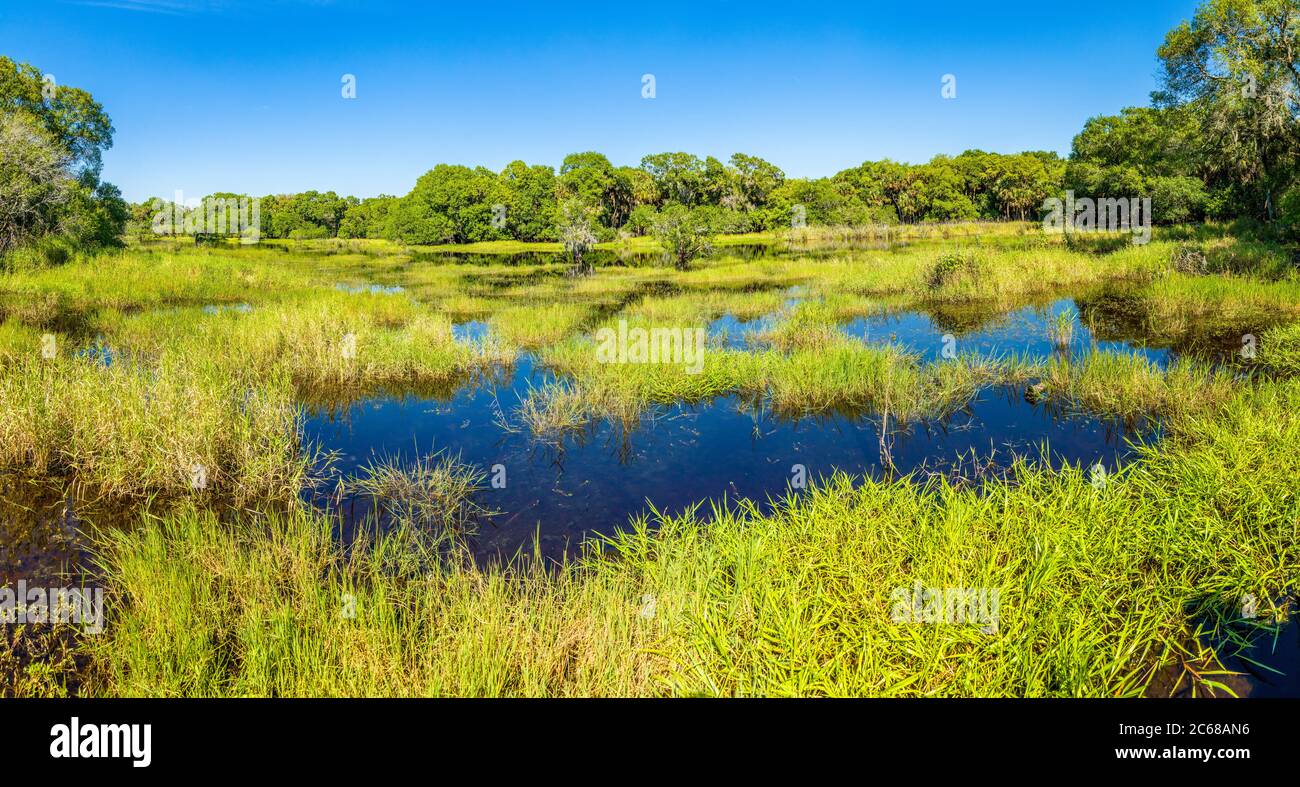 Verde erbosa palude del Myakka River state Park in giornata di sole, Sarasota, Florida, USA Foto Stock