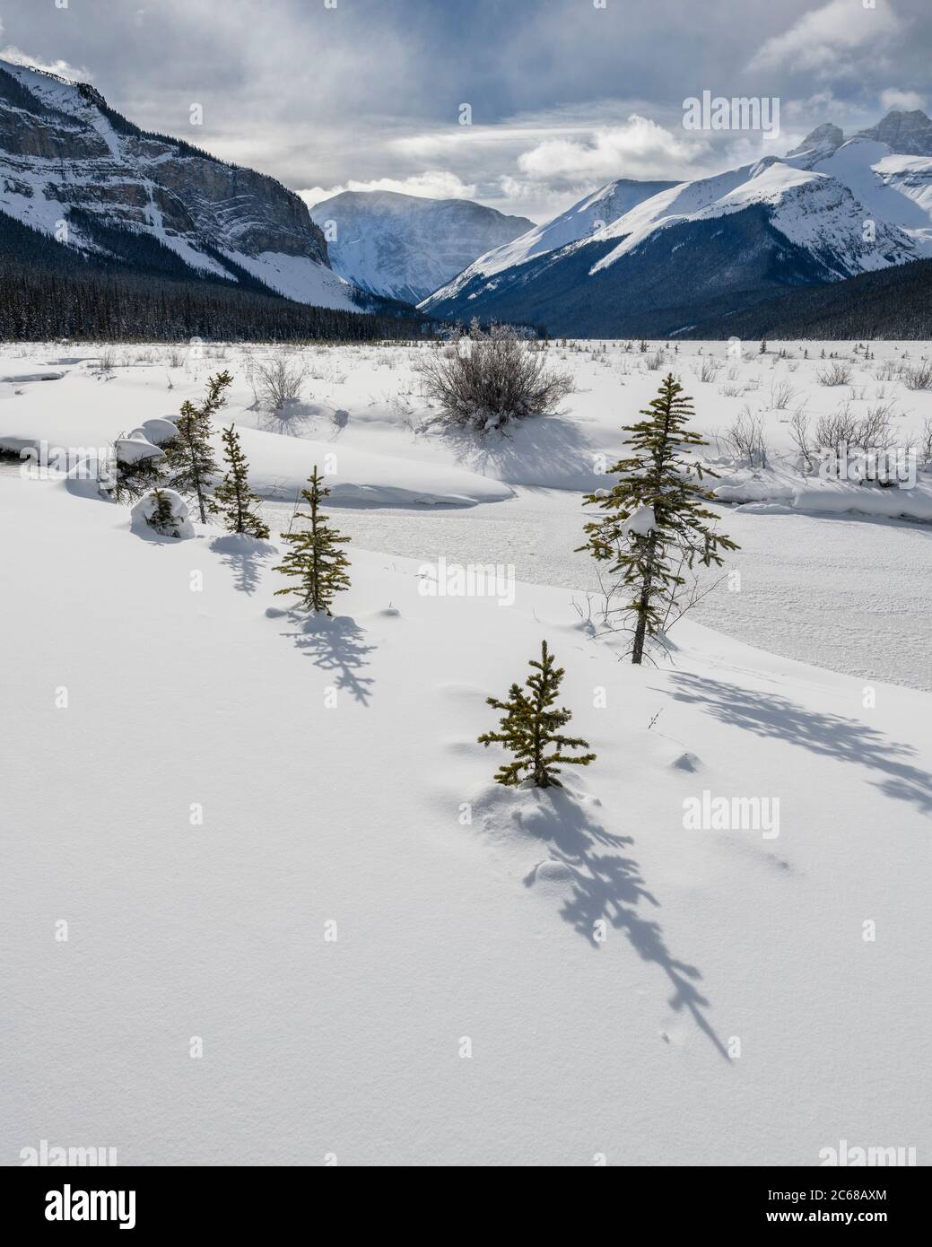 Alberi di abete rosso in inverno al Jasper National Park, Alberta, Canada Foto Stock