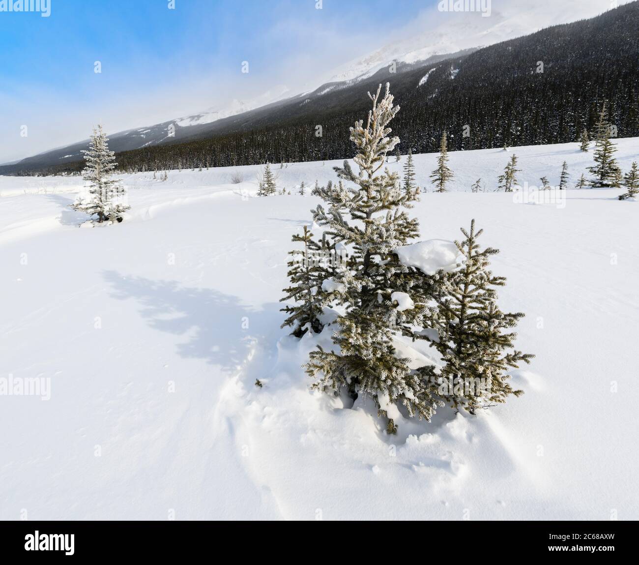 Alberi di abete rosso in inverno al Jasper National Park, Alberta, Canada Foto Stock