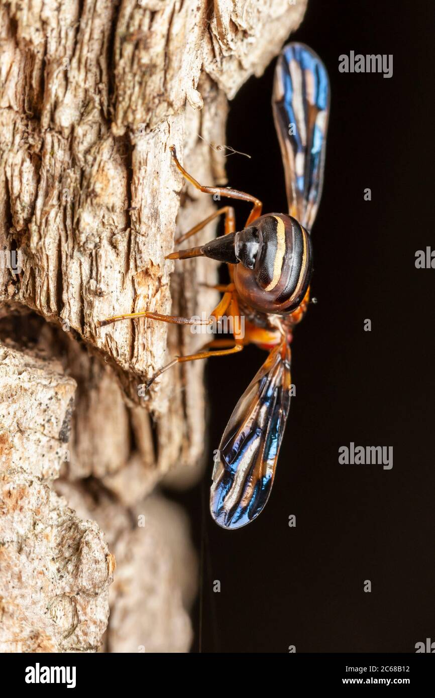 Una femmina Picture-alinged Fly (Idana marginata) si trova nella corteccia di un albero di Locust Nero (Robinia pseudoacacia). Foto Stock