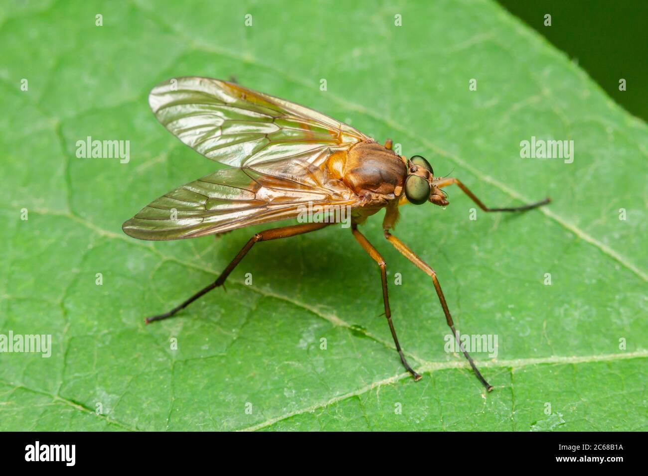 Marsh Snipe Fly (Rhagio tringarius) Foto Stock