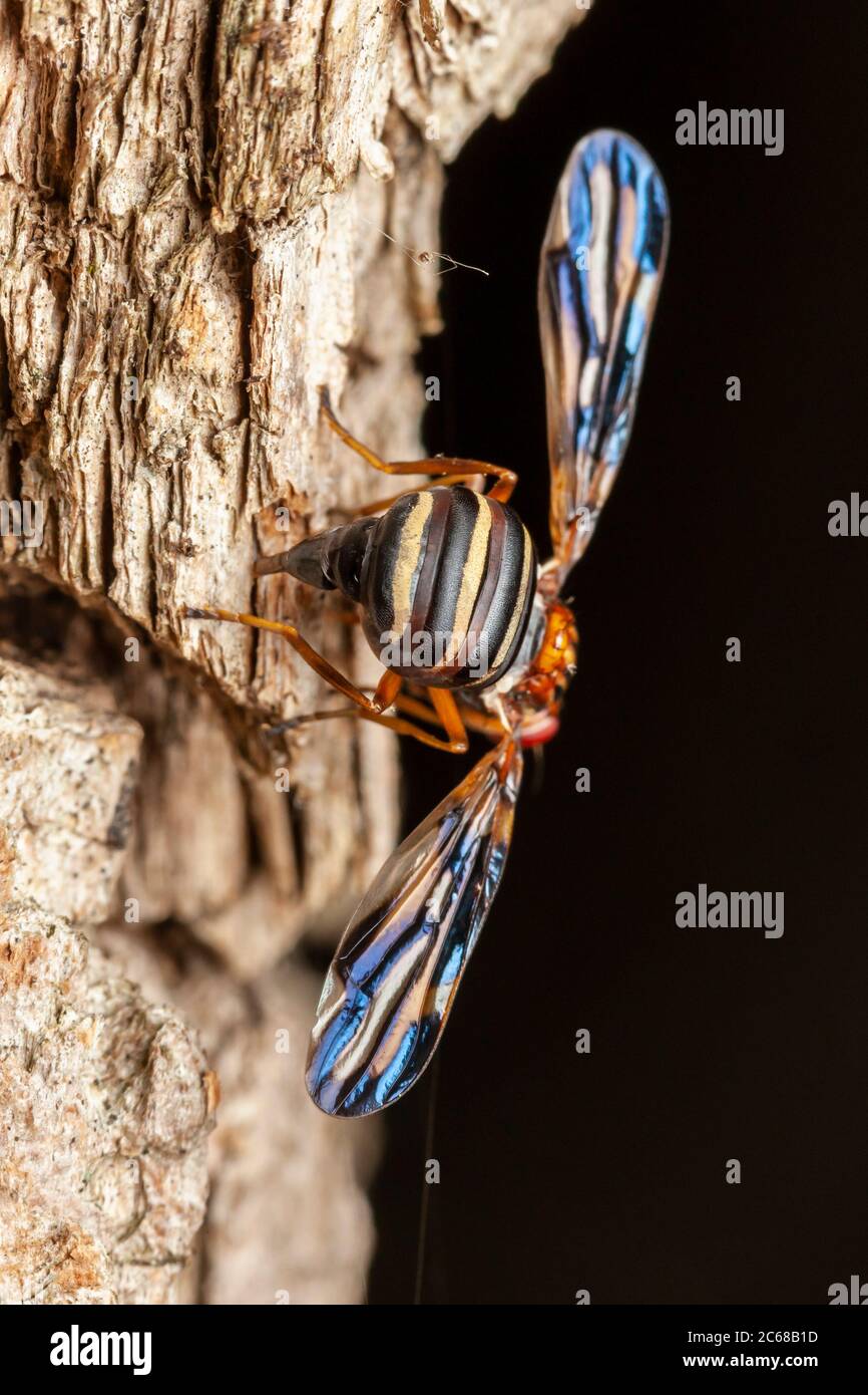 Una femmina Picture-alinged Fly (Idana marginata) si trova nella corteccia di un albero di Locust Nero (Robinia pseudoacacia). Foto Stock