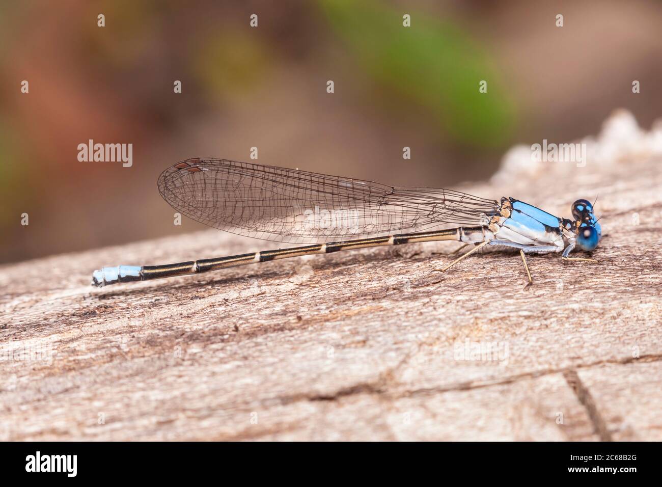 Ballerino con facciata blu (Argia apicalis) - Maschile Foto Stock