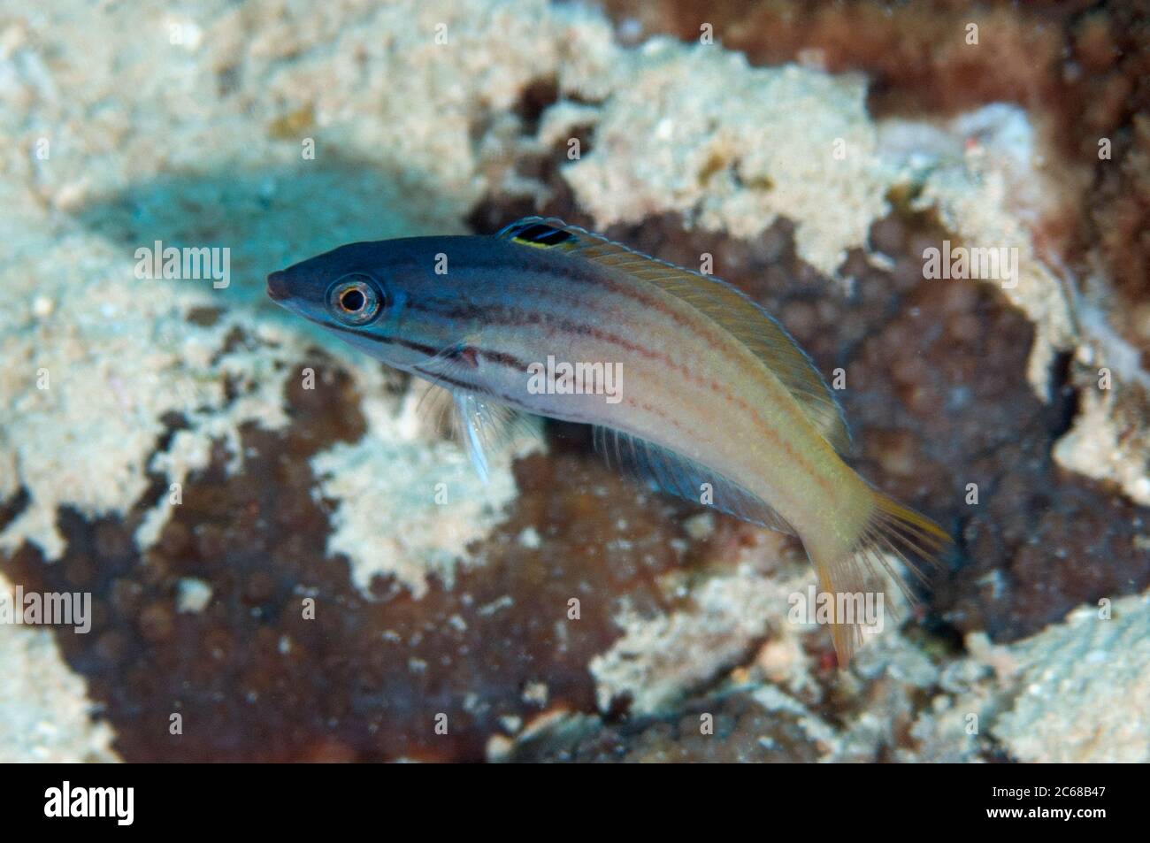 Suadult Twotone Wrasse, Halichoeres prosopeion, Tanjung Riarwipan sito di immersione, Mioswaar, Cendrawasih Bay, Papua occidentale, Indonesia Foto Stock