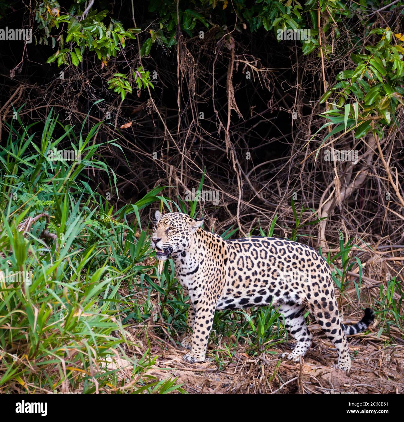 Vista della regione Pantanal di jaguar (Panthera onca), Brasile, Sud America Foto Stock