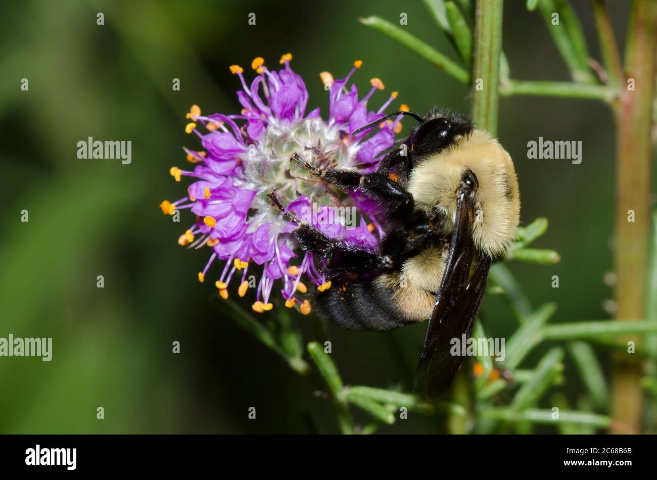 Bumble Bee con cintura marrone, Bombus griseocollis, foraggio da Porpora Prairie Clover, Dalea purpurpurea Foto Stock