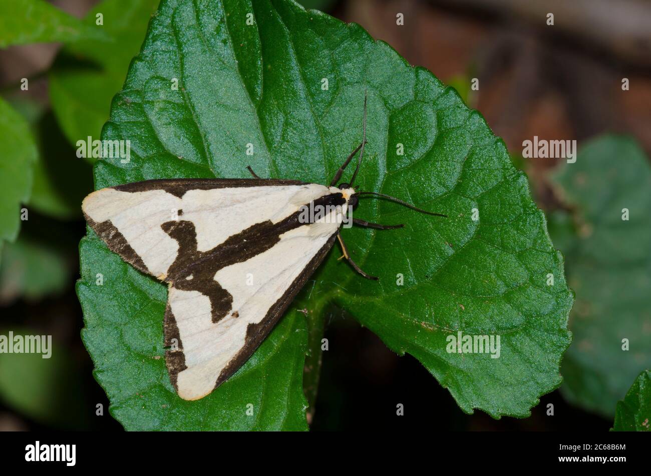 Tiger Moth, Haploa sp. Foto Stock