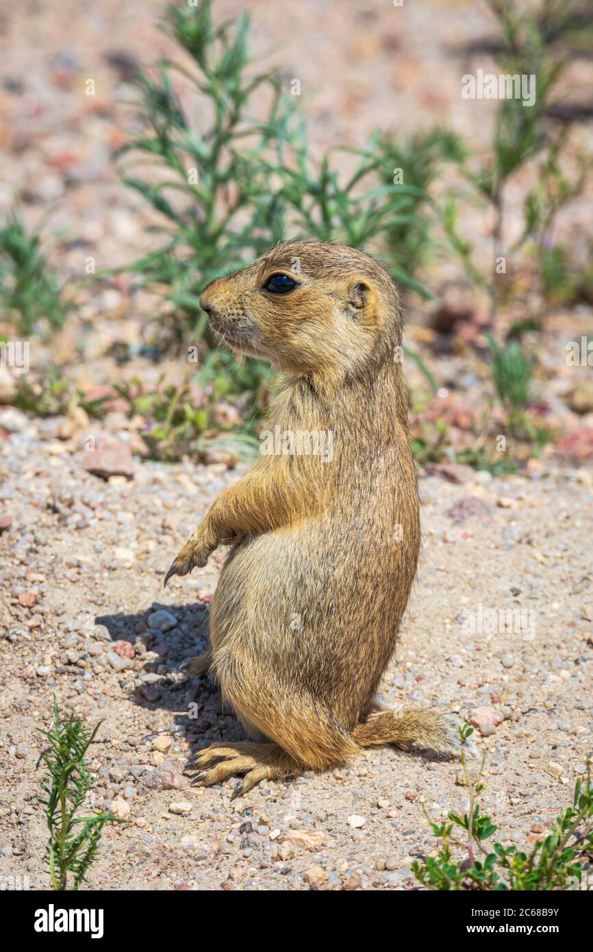 Cuccioli di cane di Prateria di Gunnison (Cynomys gunnisoni), Monument Colorado USA. Foto scattata a luglio. Foto Stock