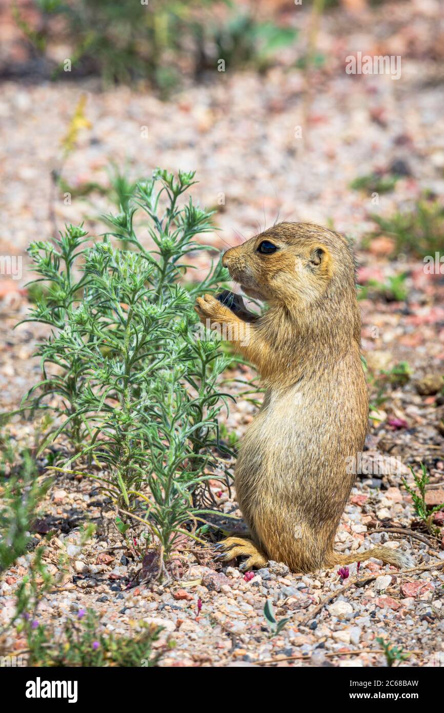 Cuccioli di cane di Prateria di Gunnison (Cynomys gunnisoni), piante da mangiare in habitat vicino alla sua burrone, Monument Colorado USA. Foto scattata a luglio. Foto Stock