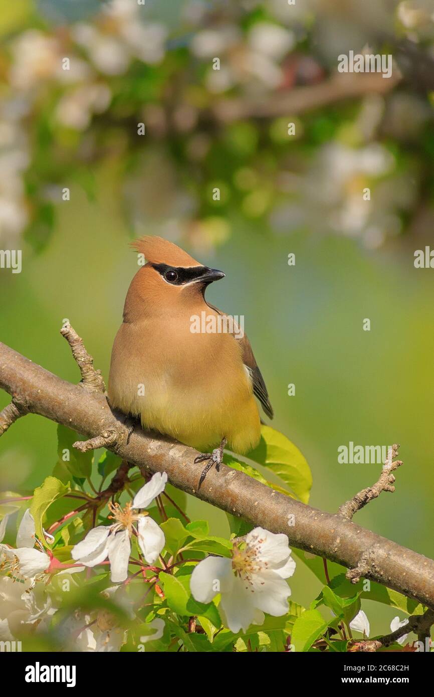 Un Cedar Waxwing in un albero di granchio. Foto Stock