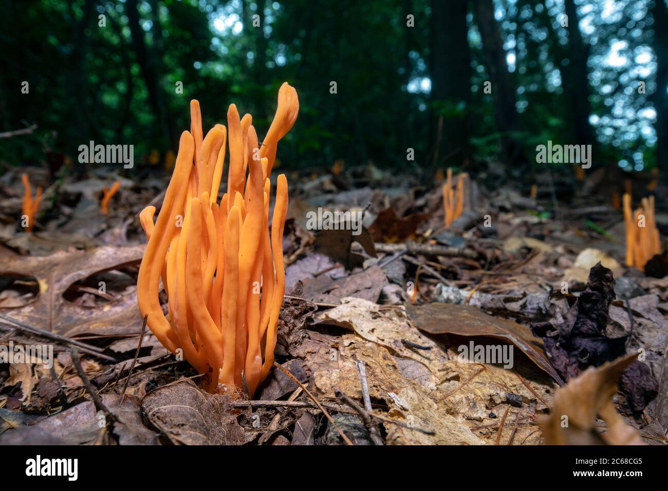 Mandrini d'oro (Clavulinopsis fusiformis) specie di fungo corallino - Brevard, Carolina del Nord, USA Foto Stock