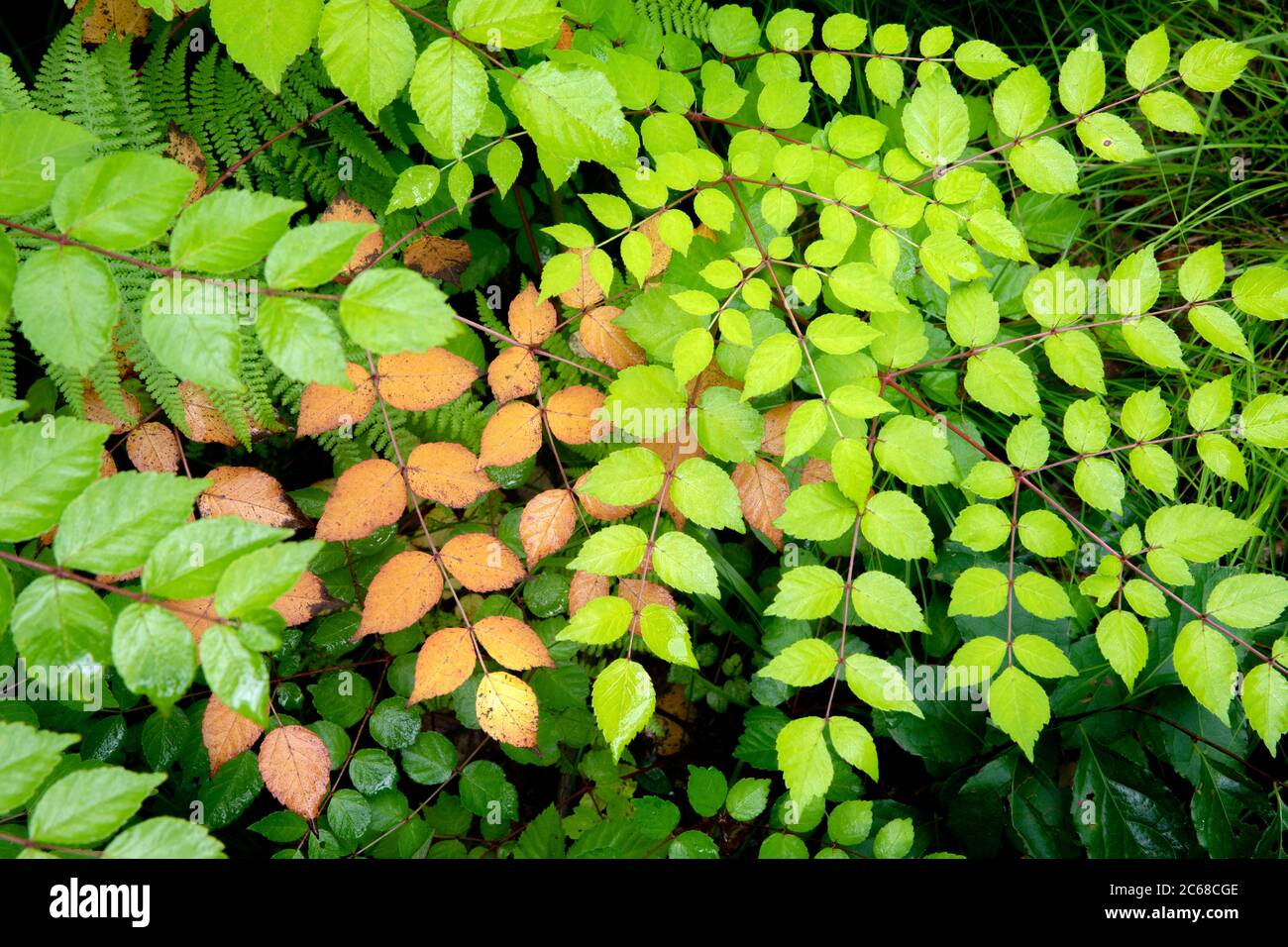 Colorati disegni di foglie composte del bastone da camminata del Diavolo o del Club di Ercole (Aralia spinosa) - Pisgah National Forest, Brevard, Carolina del Nord, Stati Uniti Foto Stock