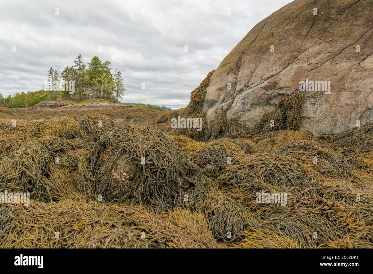 Alghe marine esposte a bassa marea sulla costa del Maine. Foto Stock