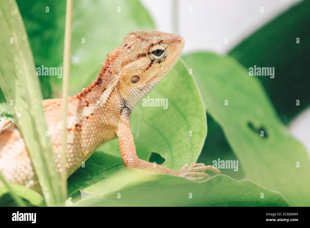 Cortile orientale recinzione giardino lucertola o Calotes versicolor seduta su un ramo nella giungla tropicale. Lucertola asiatica su uno sfondo sfocato di verde foresta. R Foto Stock