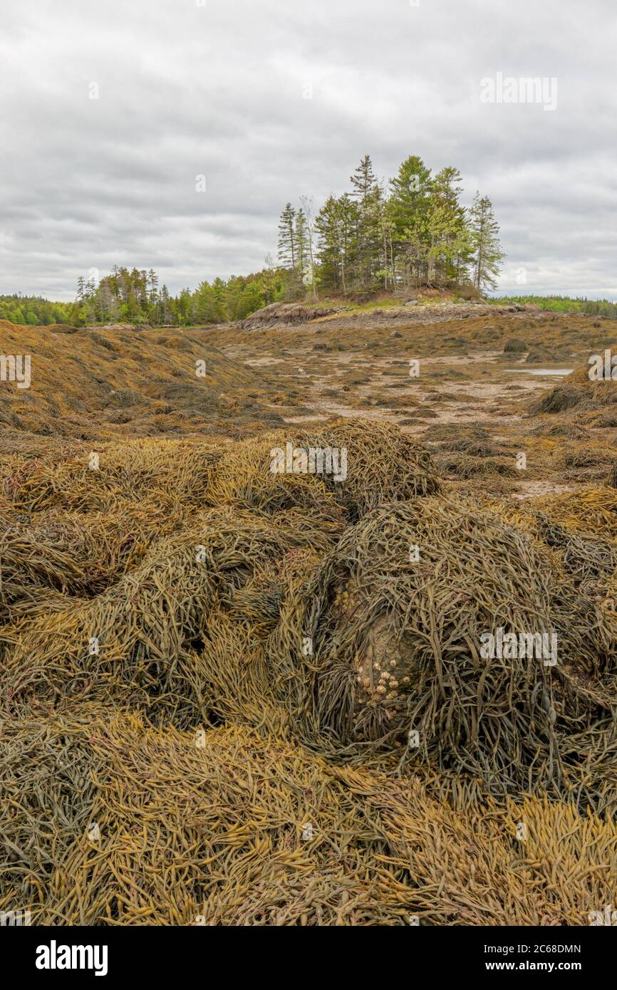 Alghe marine esposte a bassa marea sulla costa del Maine. Foto Stock