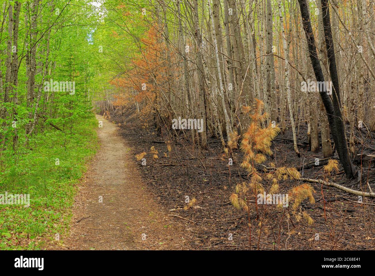 Il seguito di un incendio nella foresta nel Baxter state Park. Foto Stock