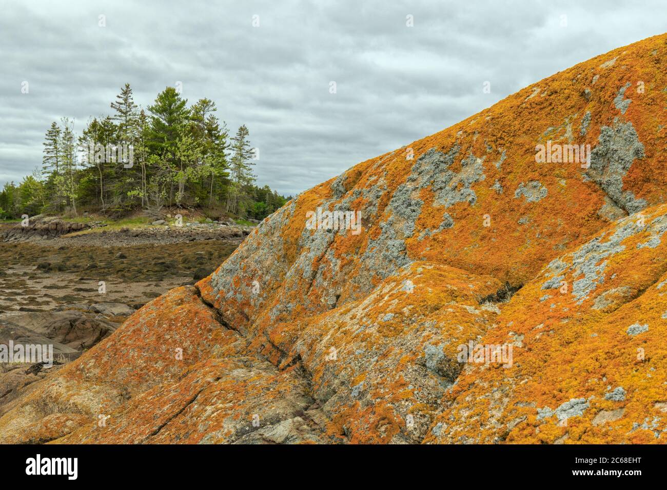 Una roccia coperta di Sunburst marittima Lichen a bassa marea. Foto Stock