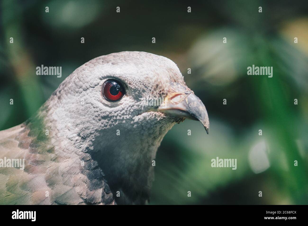 Primo piano artiglio di poiana miele orientale (Pernis ptilorhynchus), uccello di preda. Foto Stock