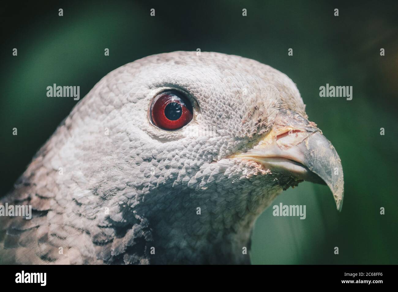 Primo piano artiglio di poiana miele orientale (Pernis ptilorhynchus), uccello di preda. Foto Stock