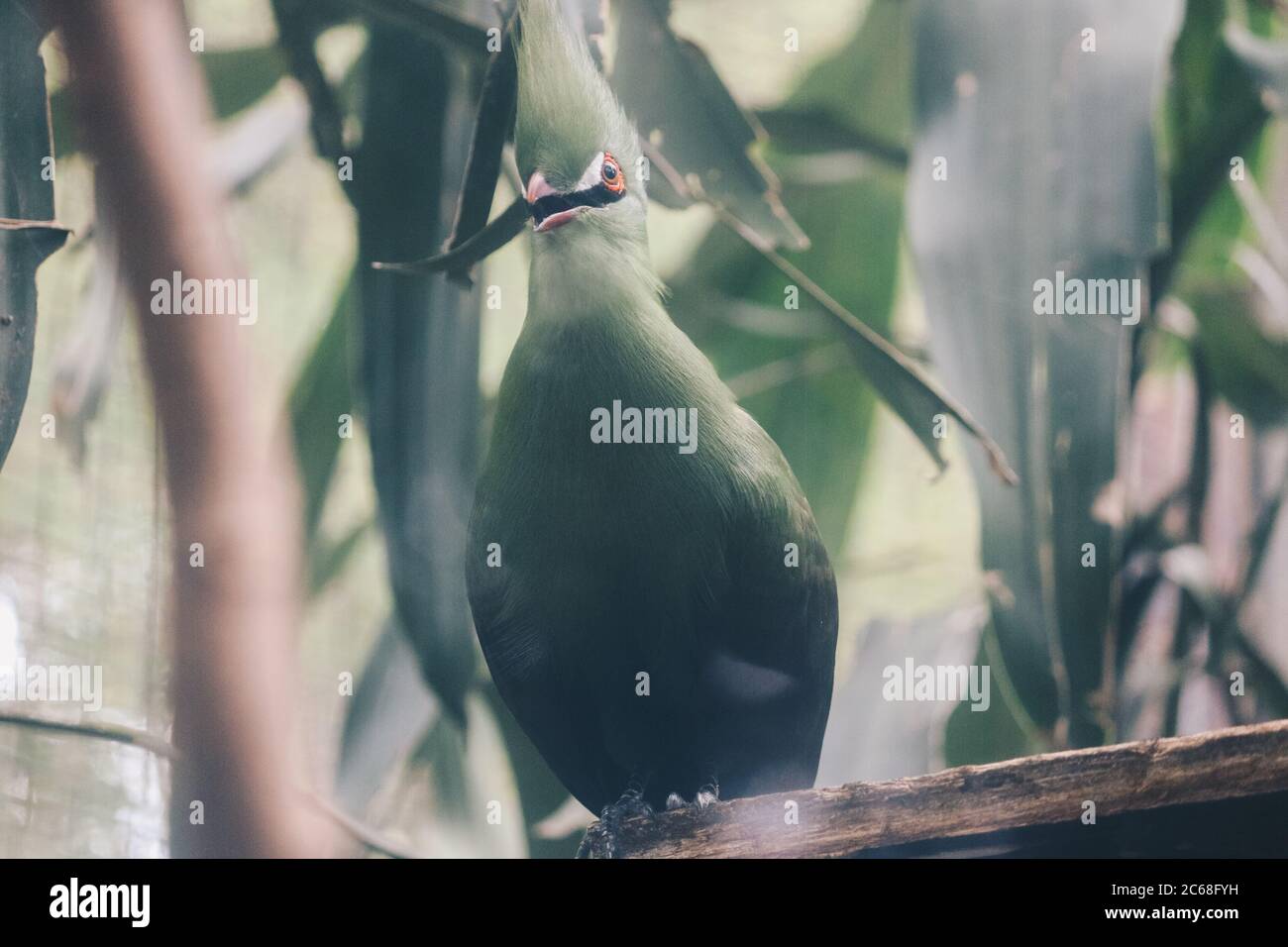 Guinea Turaco (Tauraco persa) o Turaco uccello hijau su un ramo di albero Foto Stock