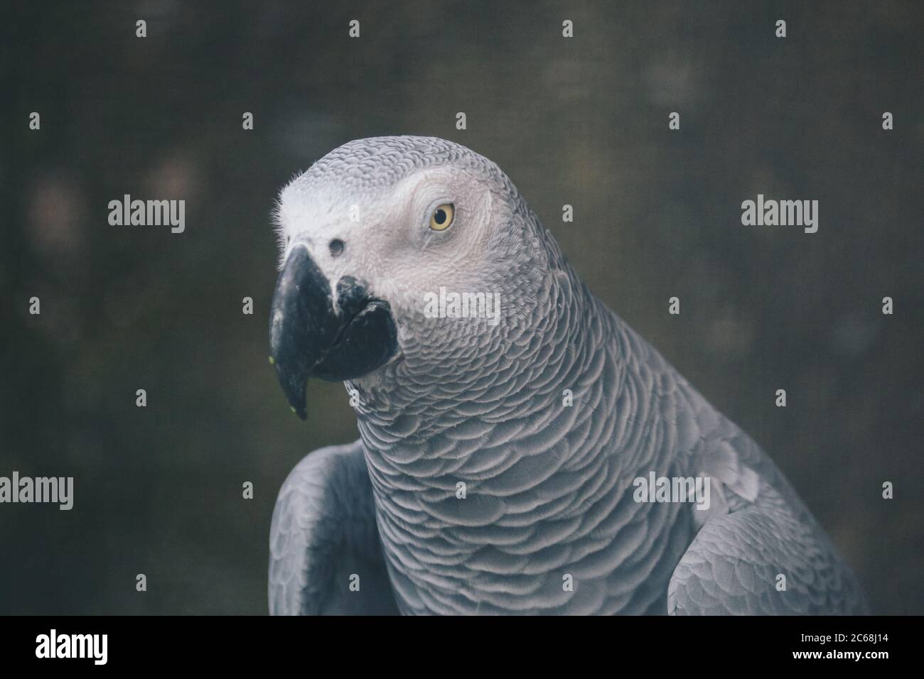 Primo piano su un pappagallo grigio africano Foto Stock