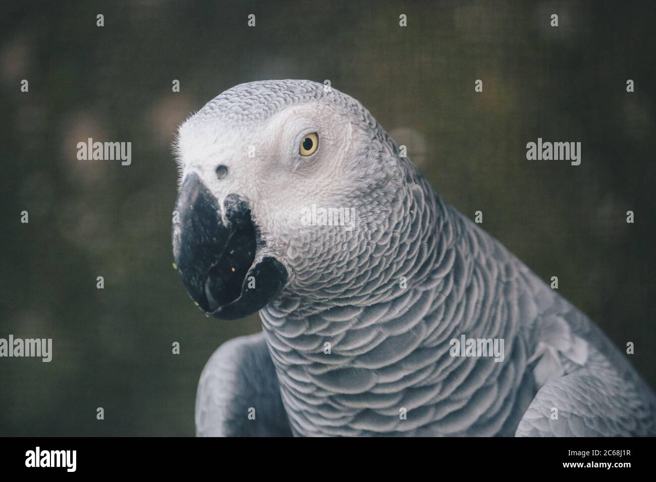 Primo piano su un pappagallo grigio africano Foto Stock