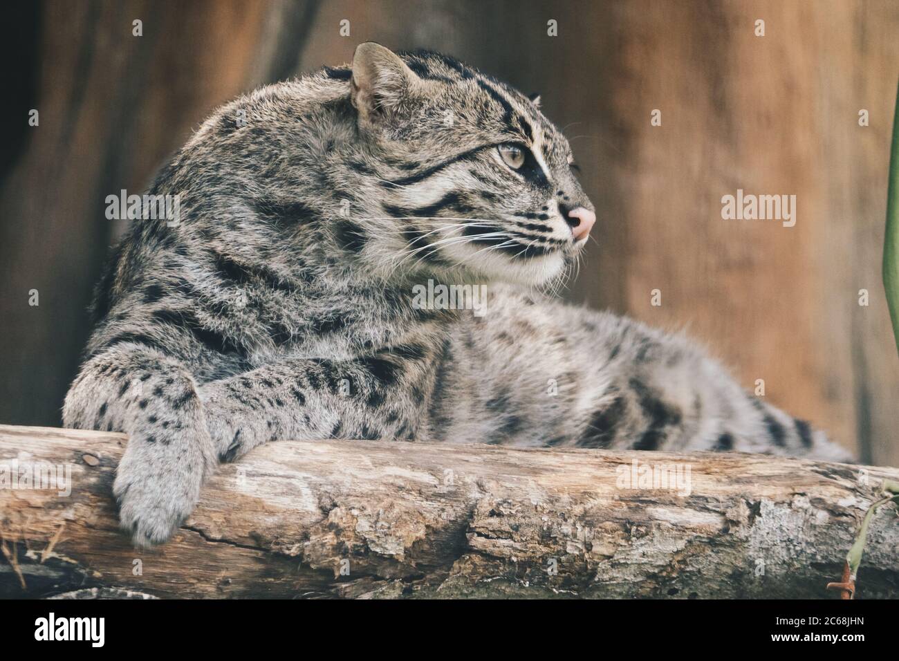 Gatto di pesca o gatto di mangrovie (Prionailurus viverrinus) poggia su un persico Foto Stock