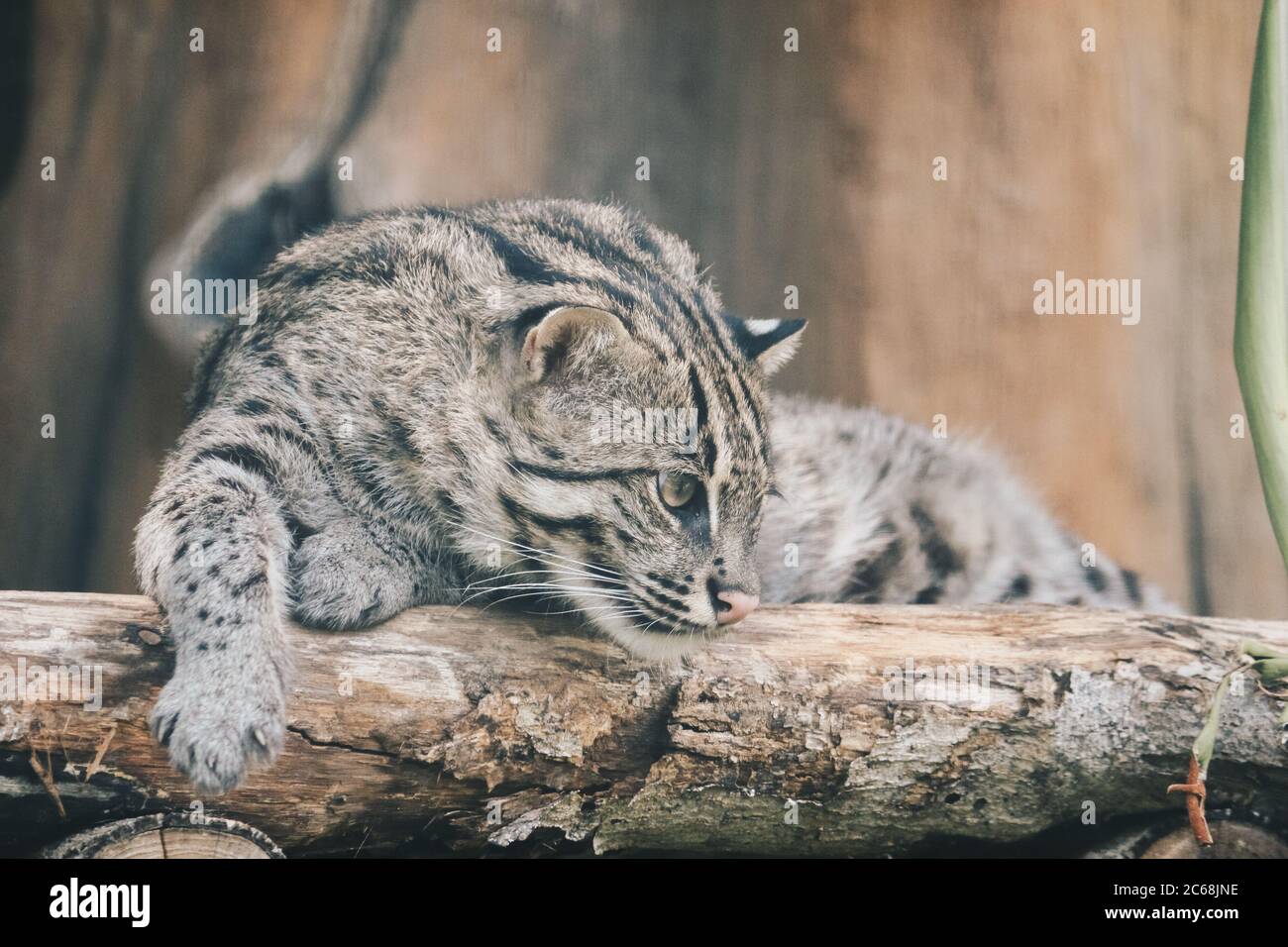 Gatto di pesca o gatto di mangrovie (Prionailurus viverrinus) poggia su un persico Foto Stock