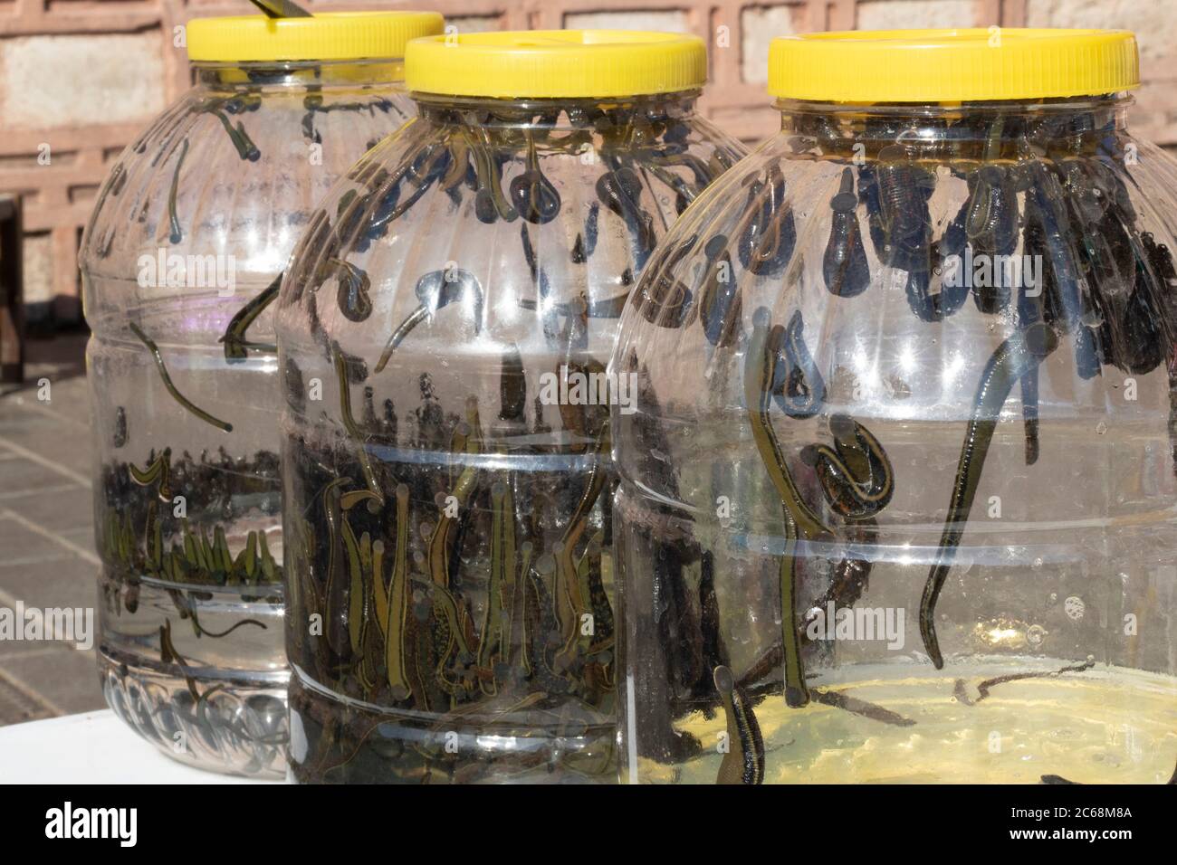 Hirudotherapy. Leech in una lattina di acqua di plastica. Nel trattamento viene utilizzata una medicina alternativa. Esterno Foto Stock