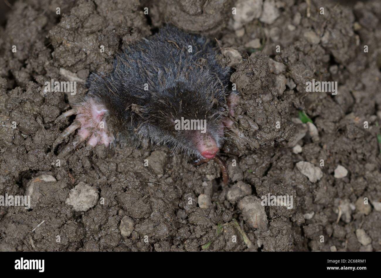 mole che pepando da una collina mole Foto Stock