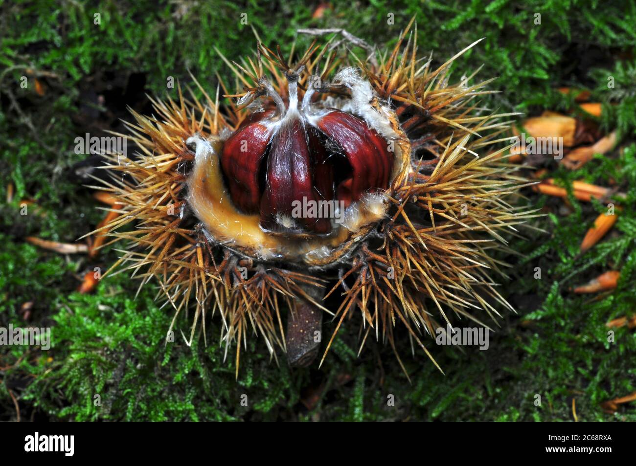 Castagne dolci caduti dall'albero Foto Stock