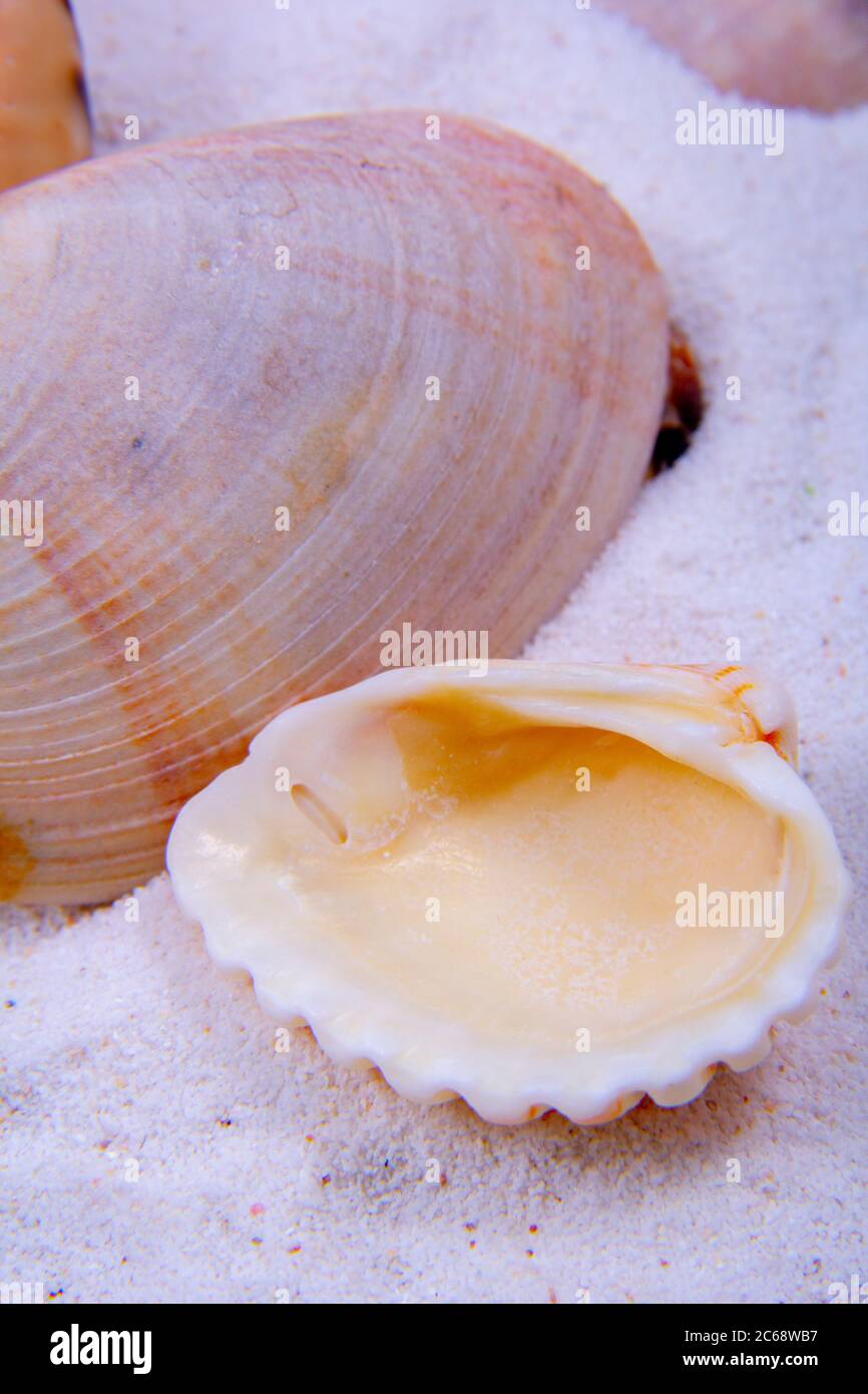 Foto ravvicinata di alcune ostriche sulla spiaggia di sabbia. Foto Stock