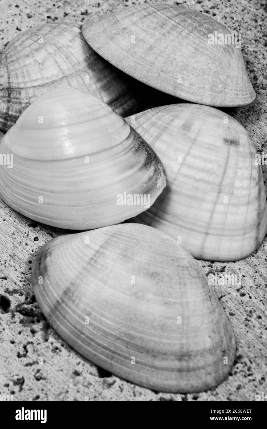 Bella immagine in bianco e nero di ostriche. Foto Stock