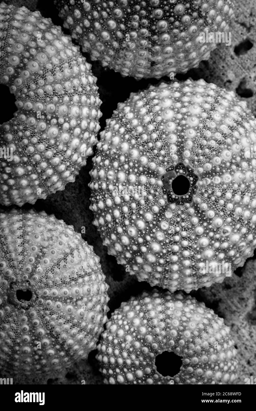 Una fantastica fotografia in bianco e nero di conchiglie di ricci marini uniche. Foto Stock