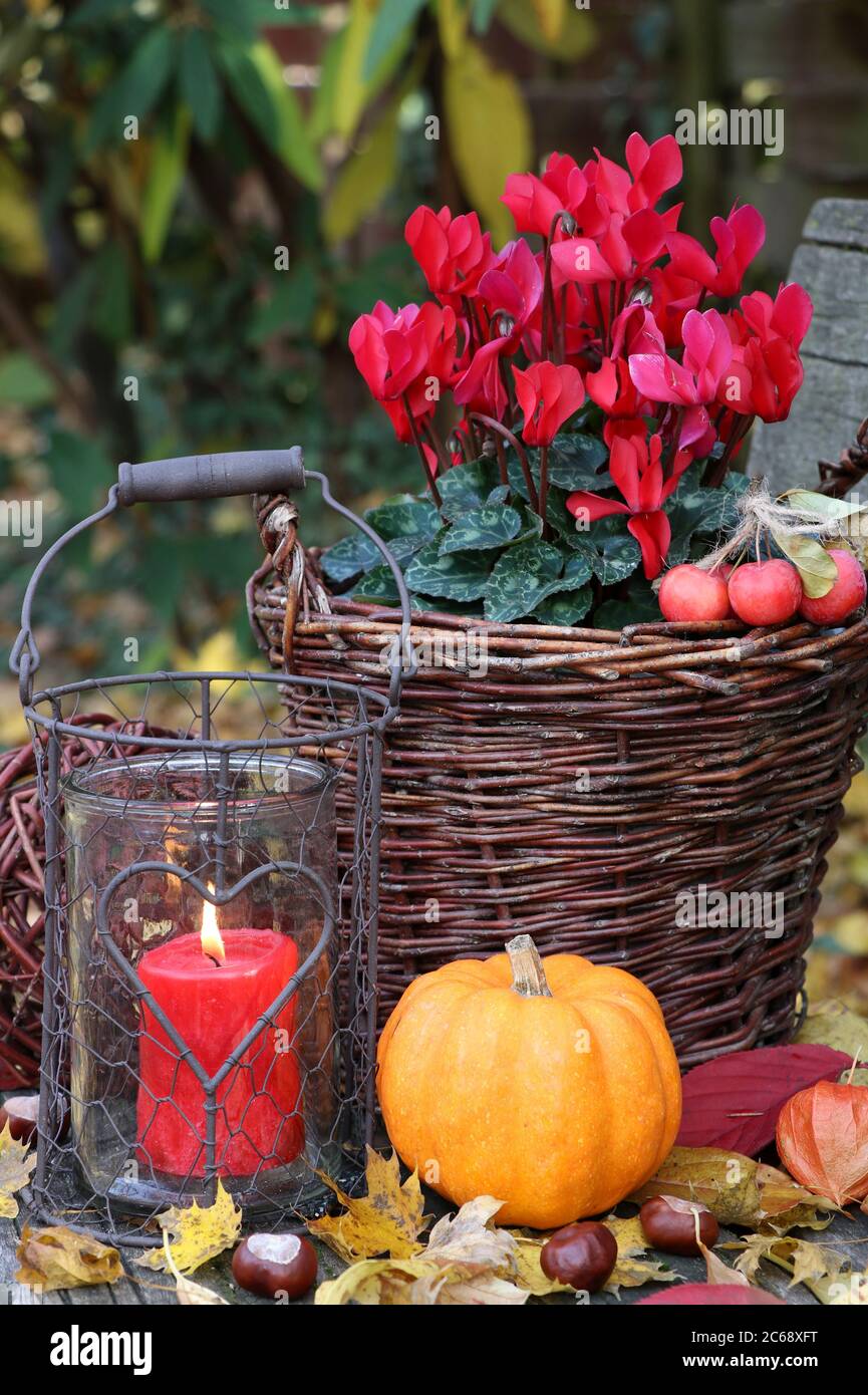 decorazione giardino autunno con lanterna rustica di fiori di ciclamino rosso Foto Stock