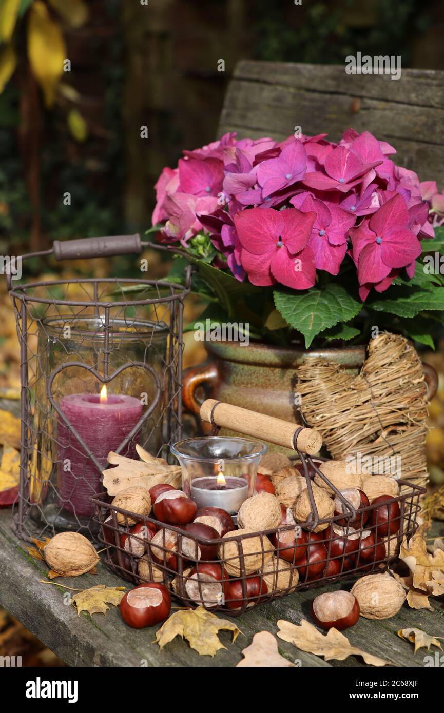 decorazione giardino autunno con noci in cesto, idrangea e lanterna Foto Stock