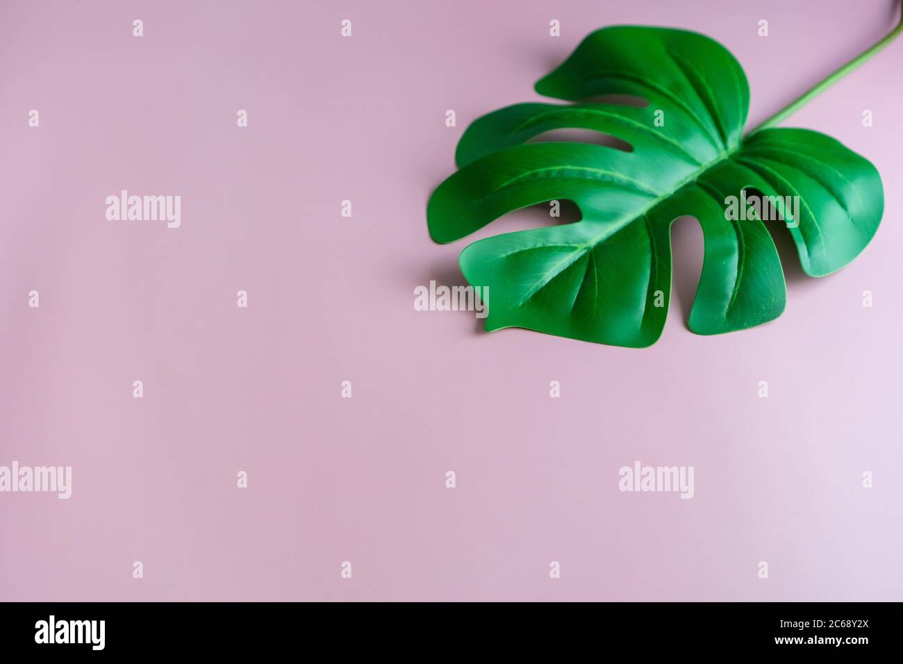 Vista dall'alto della verde natura tropicale foglia su rosa pastello stile vintage tono astratto sfondo con spazio copia. Foto Stock