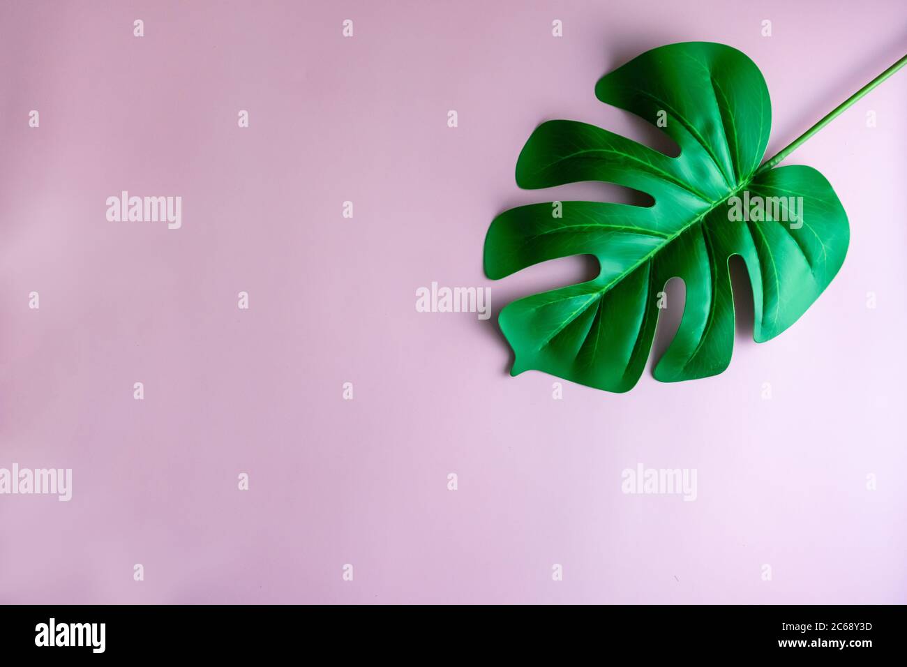 Vista dall'alto della verde natura tropicale foglia su rosa pastello stile vintage tono astratto sfondo con spazio copia. Foto Stock