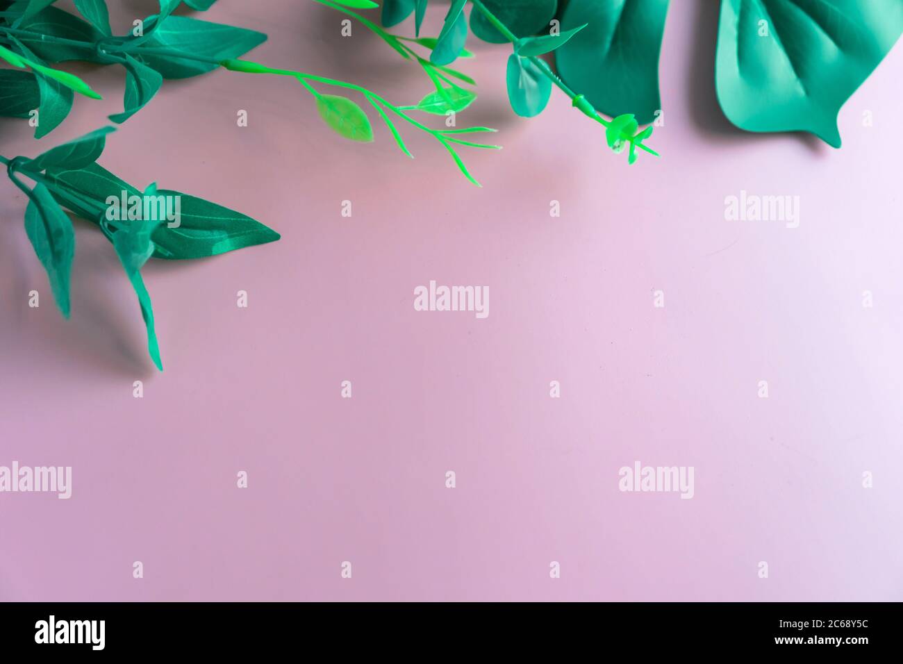 Vista dall'alto della verde natura tropicale foglia su rosa pastello stile vintage tono astratto sfondo con spazio copia. Foto Stock