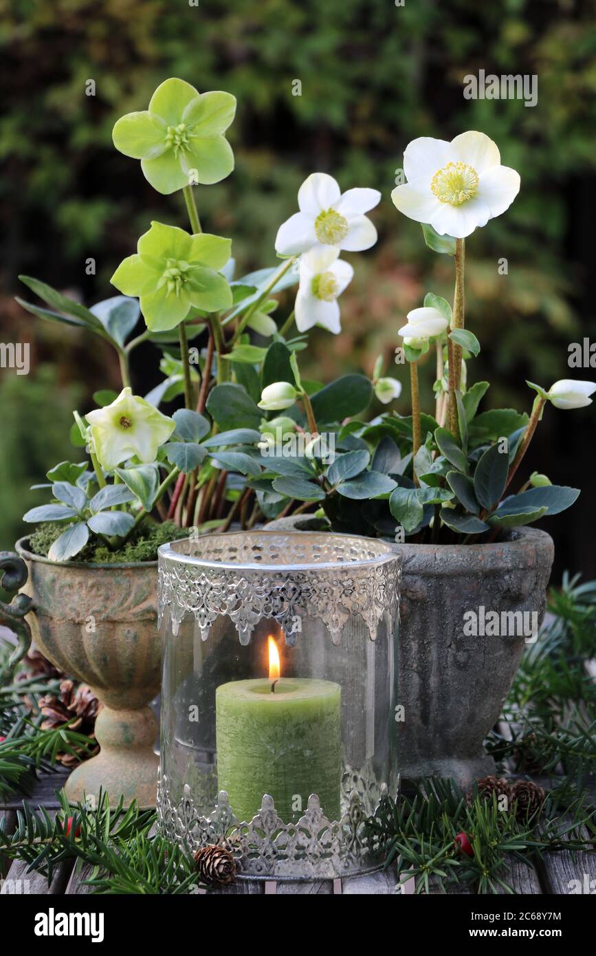 decorazione giardino invernale con elleboro niger in pentola di piante e lanterna d'epoca Foto Stock