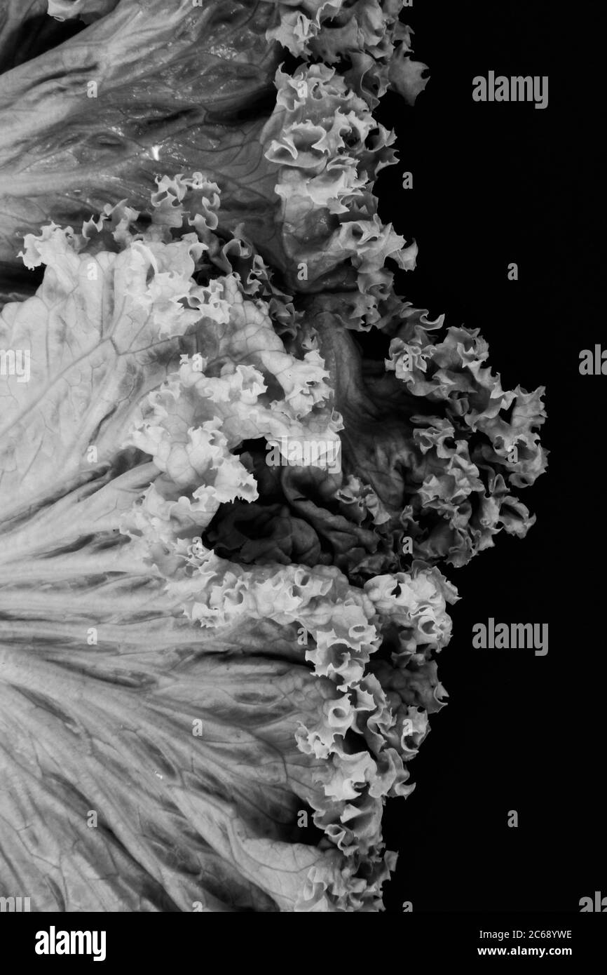 Foglie di lattuga e lattuga con fondo nero. Foto Stock