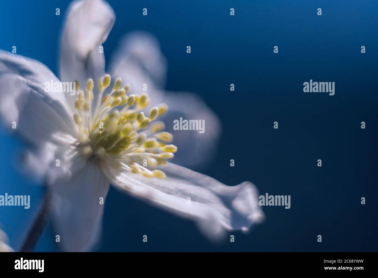 Macro fiore bianco su sfondo blu. Primo piano fiore piccolo. Foto Stock