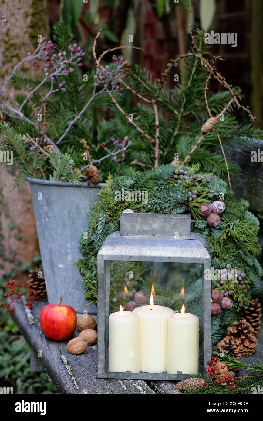 decorazione giardino invernale con rami di abete in benna di zinco e lanterna Foto Stock